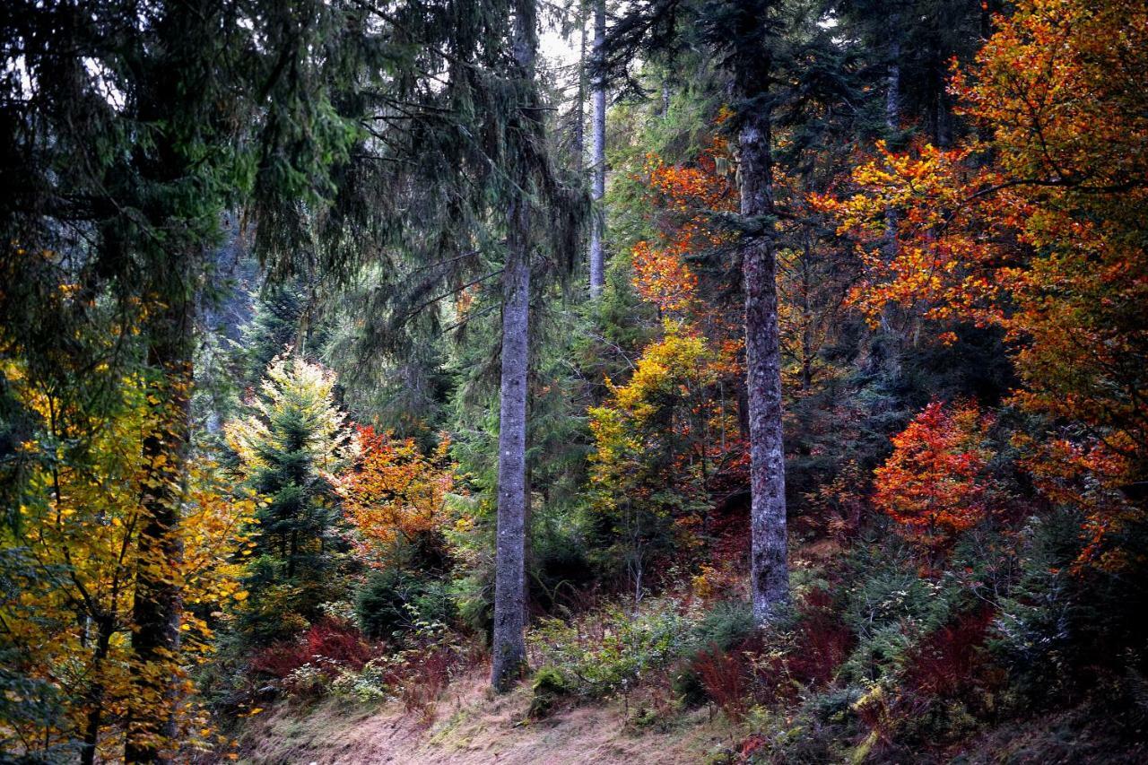 B4 Albmatte Menzenschwand Exterior foto